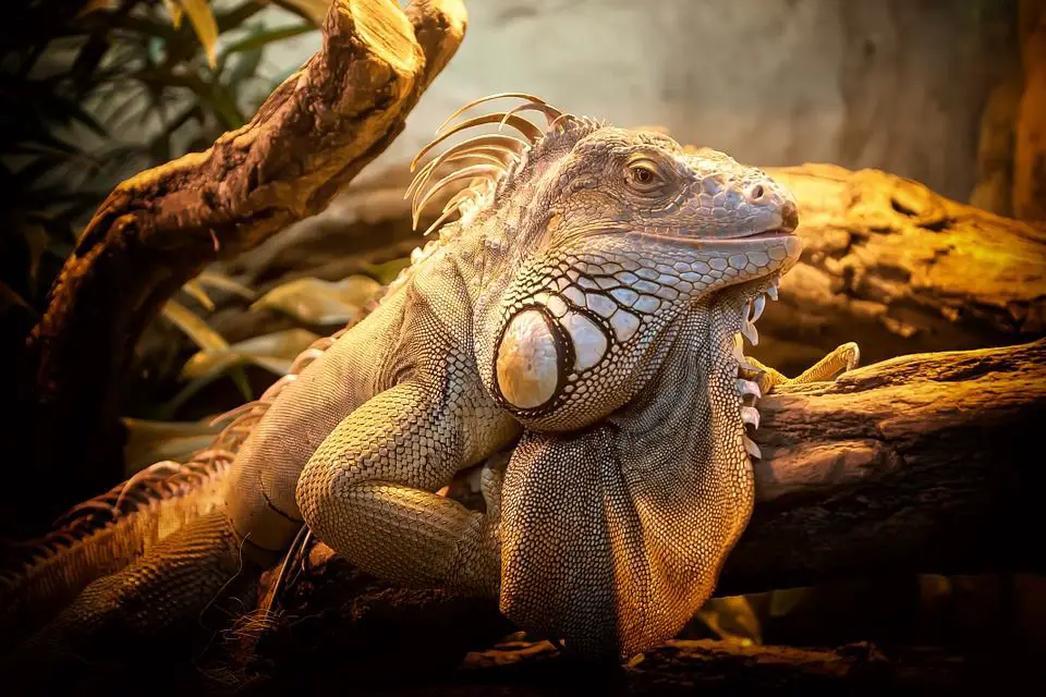 Heat Lamp Uses