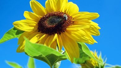 Photo of Tips for Staying Cool in the Heat