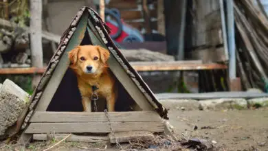 Photo of How to Heat a Dog House in the Winter?